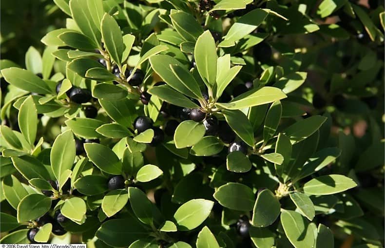 inkberry holly @elsaspezio
