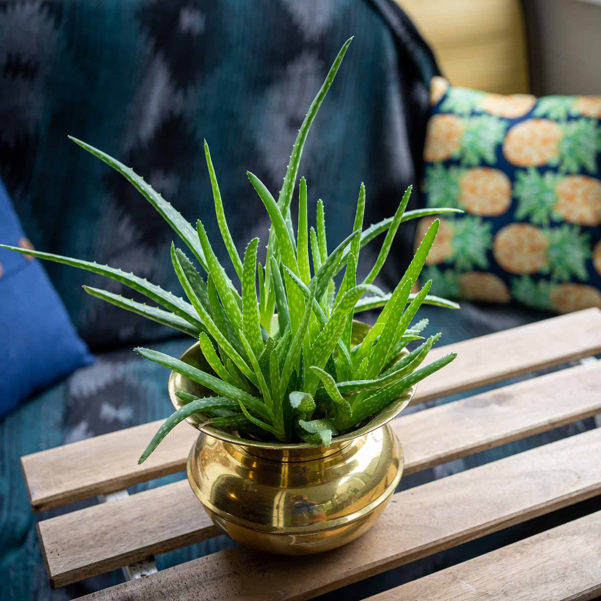 aloe vera succulent plant in a gold plated pot