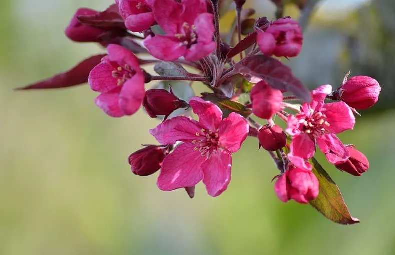 Royal Raindrops Crabapple flowering tree