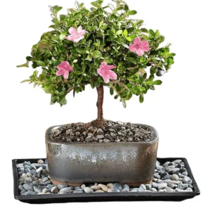 Azalea bonsai tree flowers pink or red 8 inch pot