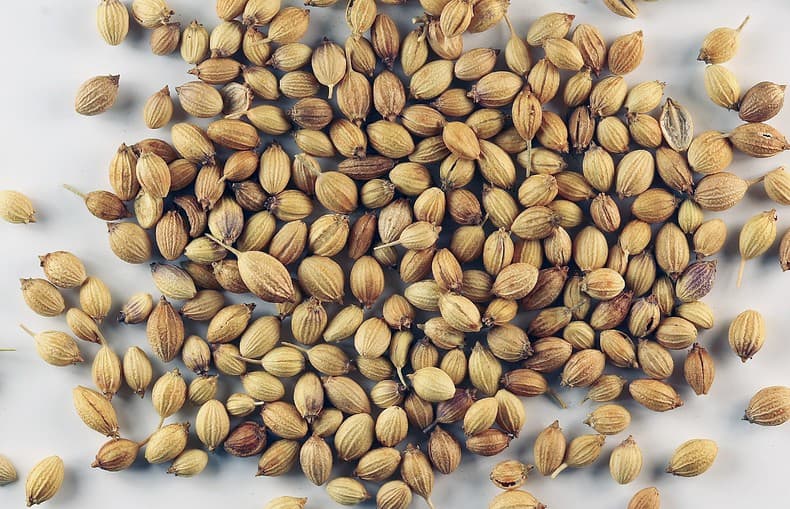 cilantro seeds