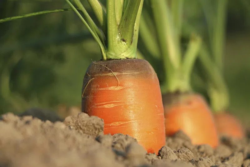 carrot vegetable temperature requirement