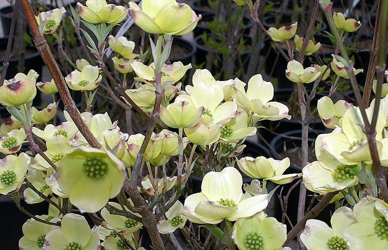 cherokee princess flowreing dogwood with white blooms