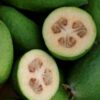 Pineapple Guava, Feijoa sellowiana seedlings in 4" pot