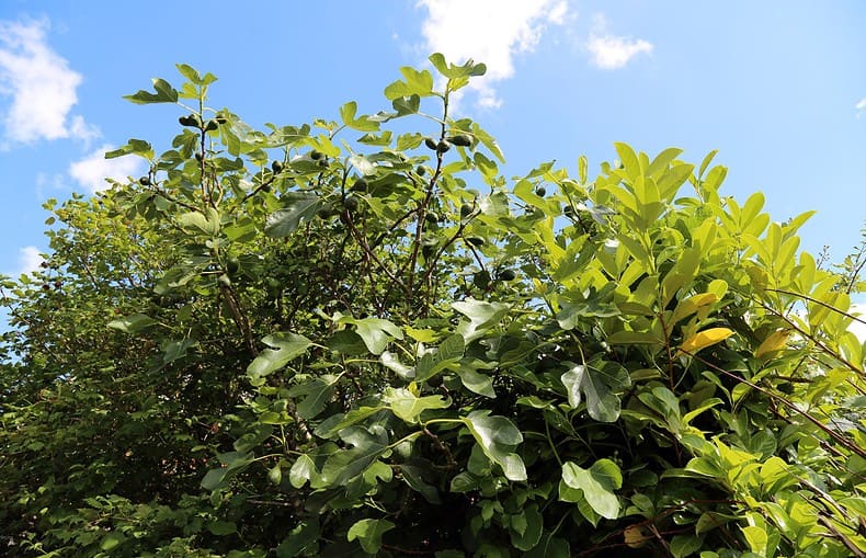 brown turkey fig tree