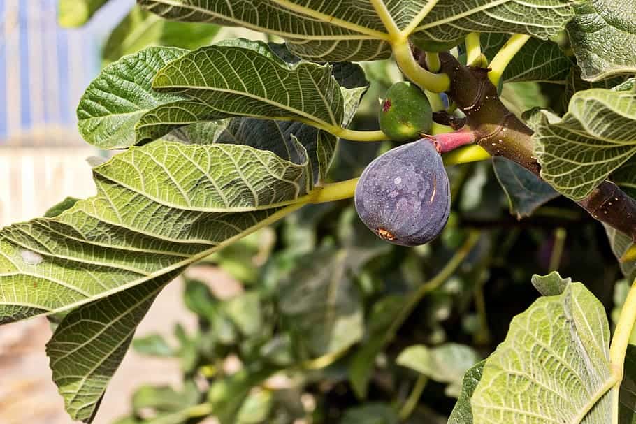 ficus carica brown turkey fig fruit and leaves under full sun