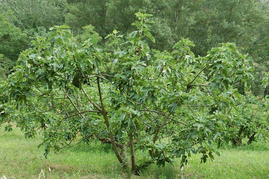 ficus carica brown turkey fig tree