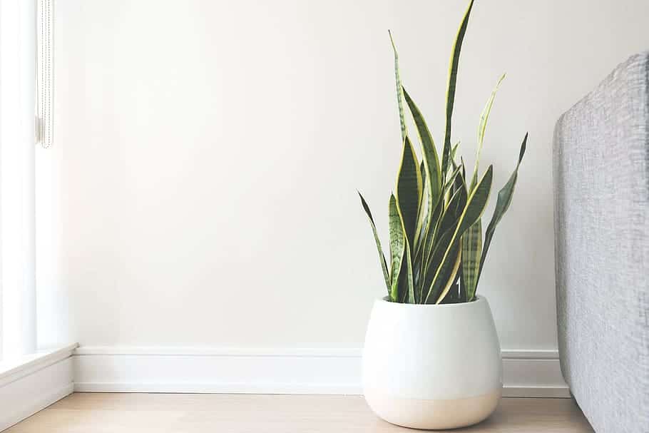 indoor snake plant in a white ceramic pot and white background