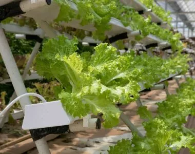 growing vegetables indoors with hydroponics