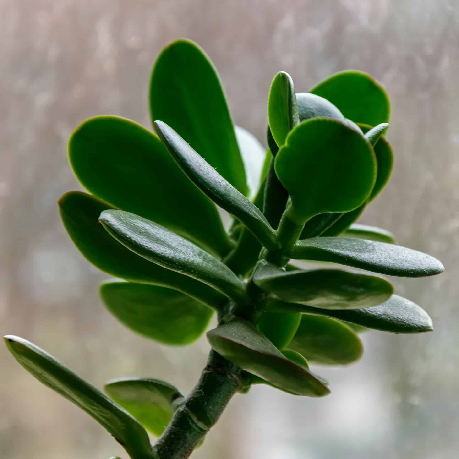 Crassula succulent plant