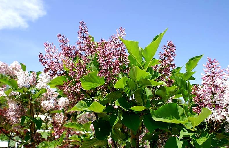 miss kim lilac plant