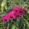 Dendrobium Ladda Red Flower 2" Pot
