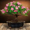 Pink flowering Medium azalea bonsai tree