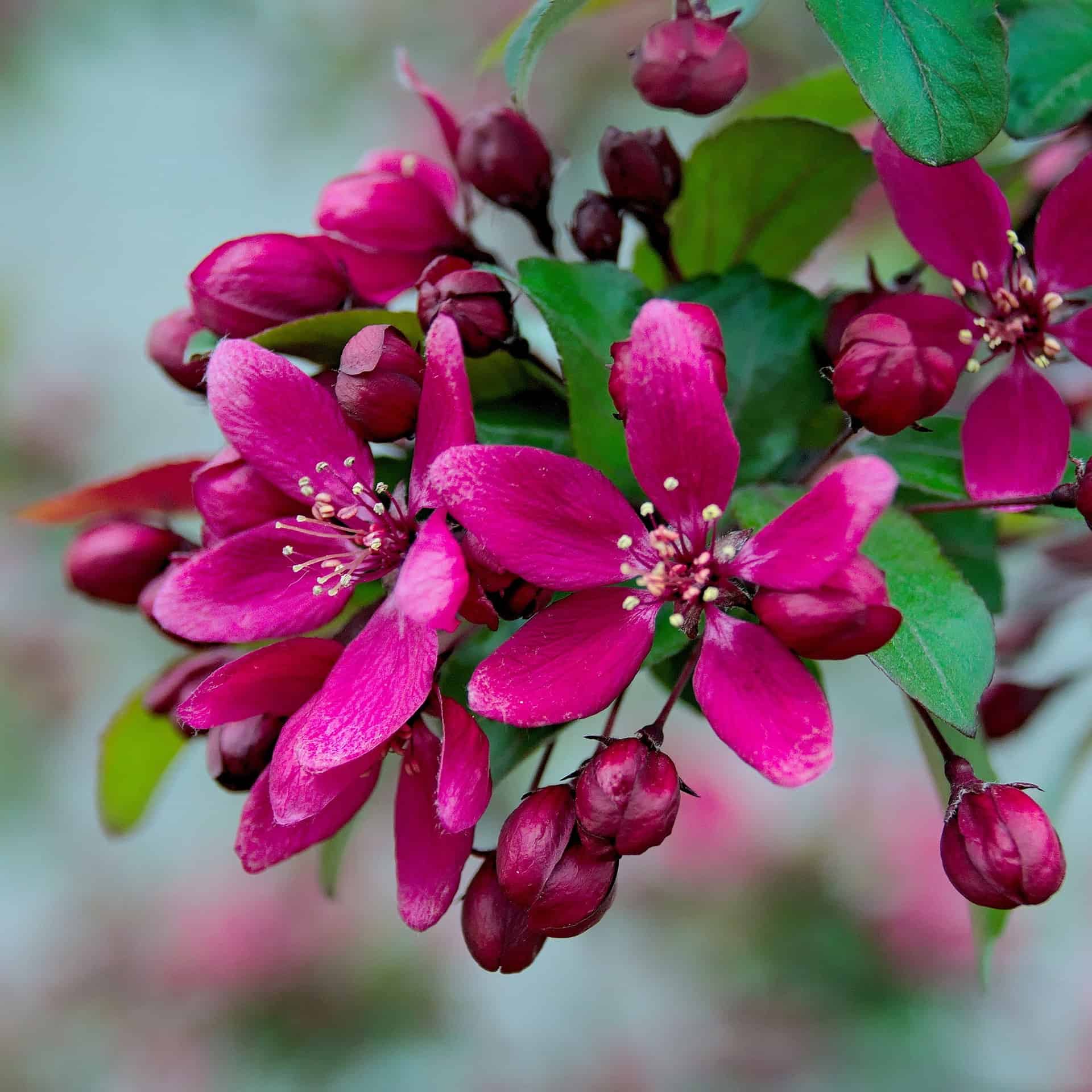 Royal Raindrops Crabapple flowering tree