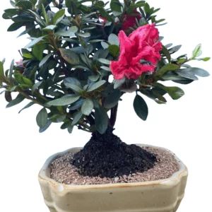 Red flowering azalea bonsai tree in 8inch pot