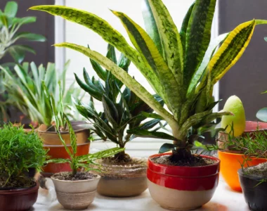 best plants to sell