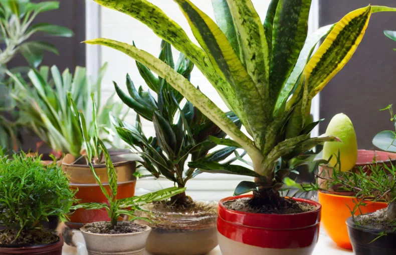 best plants to sell