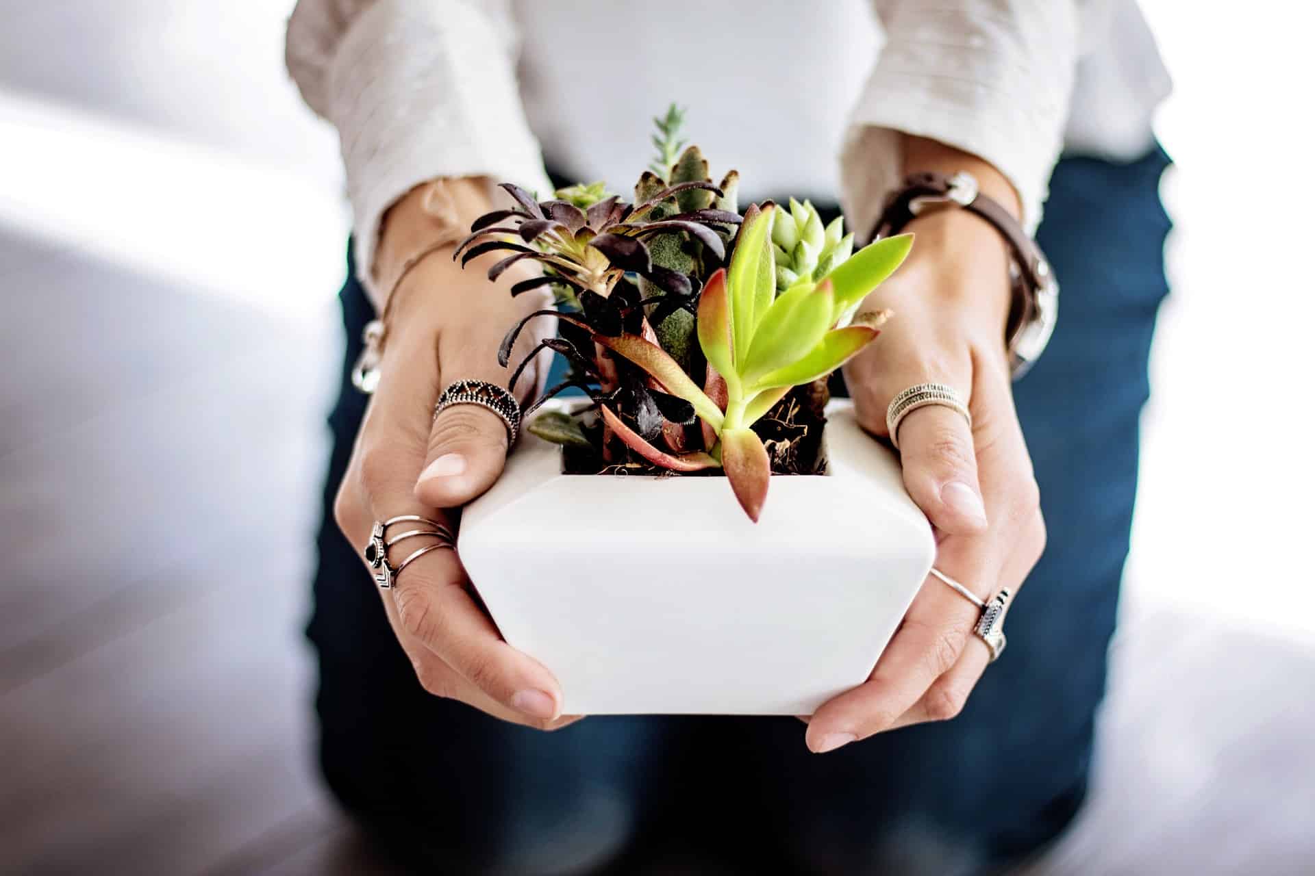 potte succulent plant for mothers day