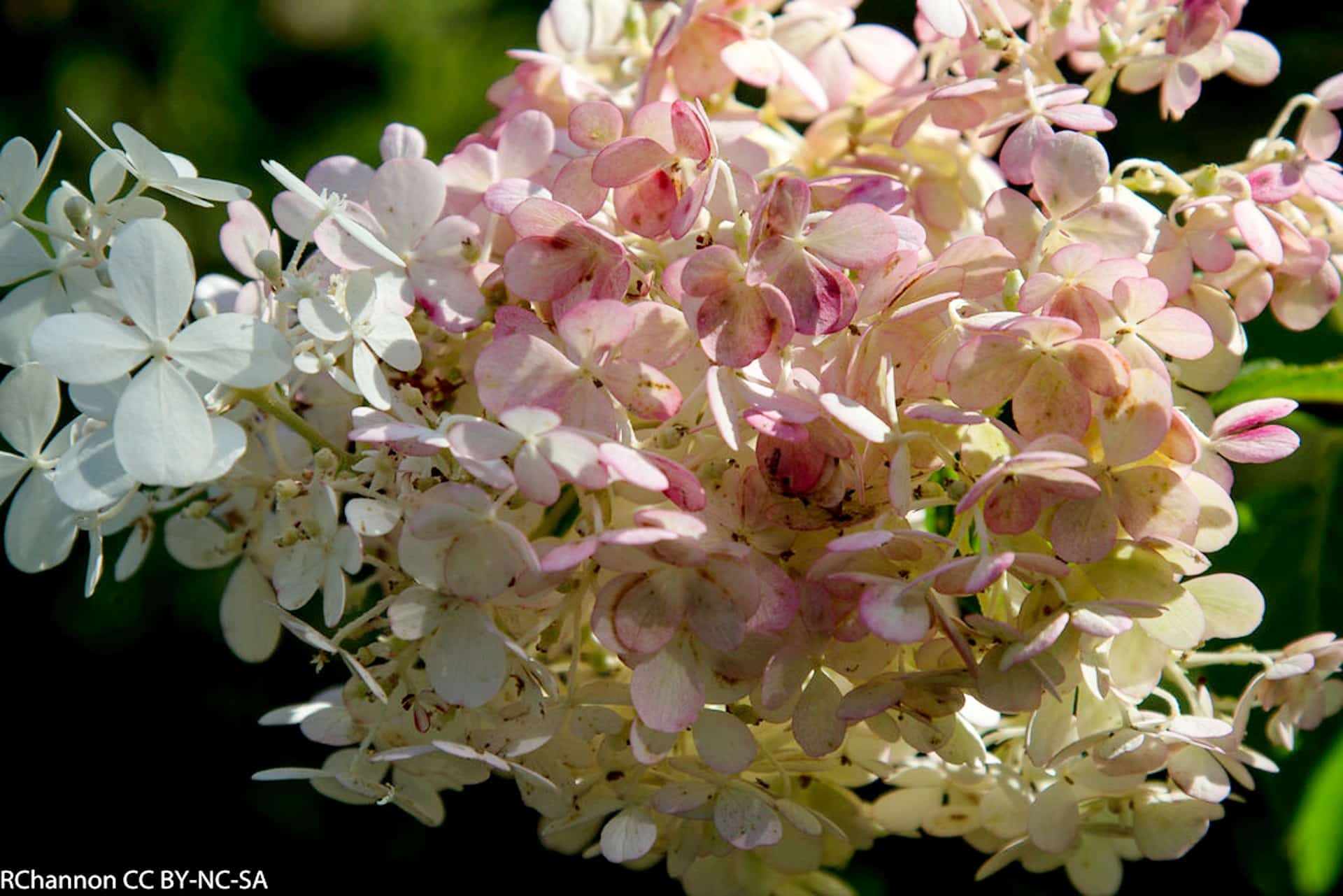Strawberry Vanilla Hydrangea Care Guide Plantly