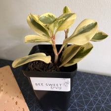 "Stunning Marble Peperomia: Nature's Elegance in Leaf Form- Perfect for Your Indoor Oasis!"