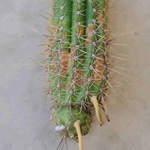 Golden Torch 7" Rooted Cutting Trichocereus Spachiana