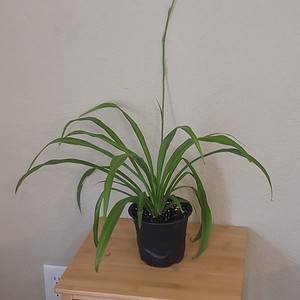 Spider Plant 6" live potted plant, trailing plant, beginner plant