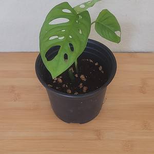 Monstera Adansonii – Swiss Cheese Plant 6" pot