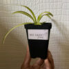 Spider Plant | Chlorophytum Comosum