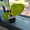 Golden Pothos | Devil's Ivy | Epipremnum aureum