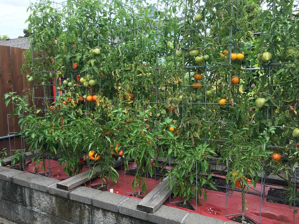 tomatoes in caged trellis @gaillangelloto