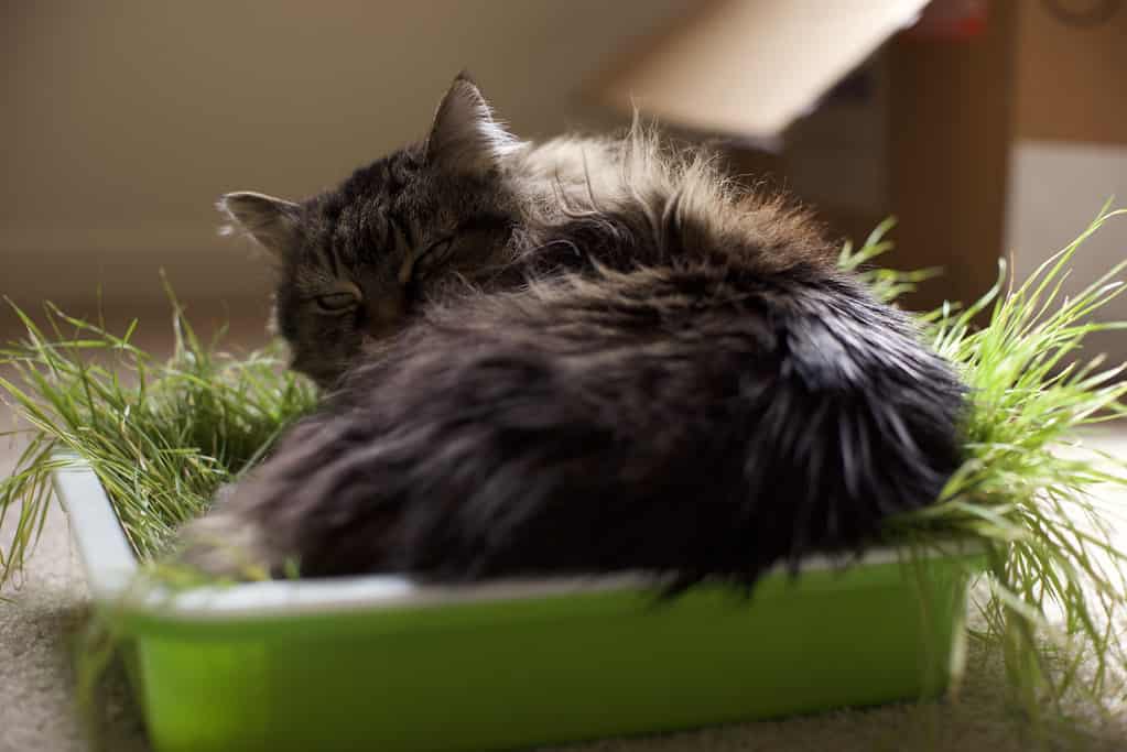 cat lying on top of catgrass bed @wabisabi2015