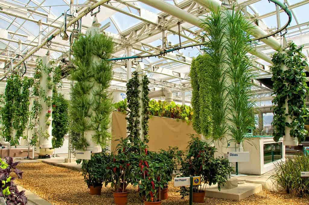 hydroponics vertical gardening 