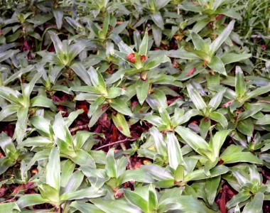 Callisia fragrans wonder herb plants
