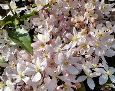 Clematis Armandii Plant with white blooms
