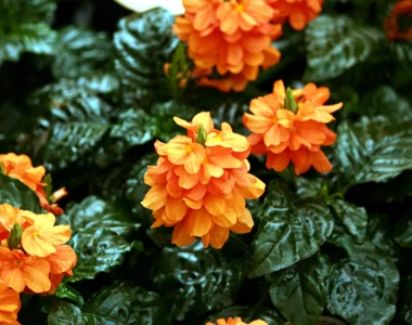 Crossandra firecracker plant with orange blooms and shiny foliage
