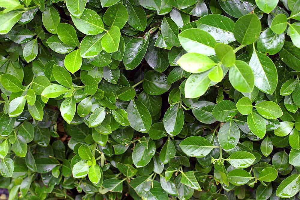 Manhattan Euonymus Plant Care Plantly