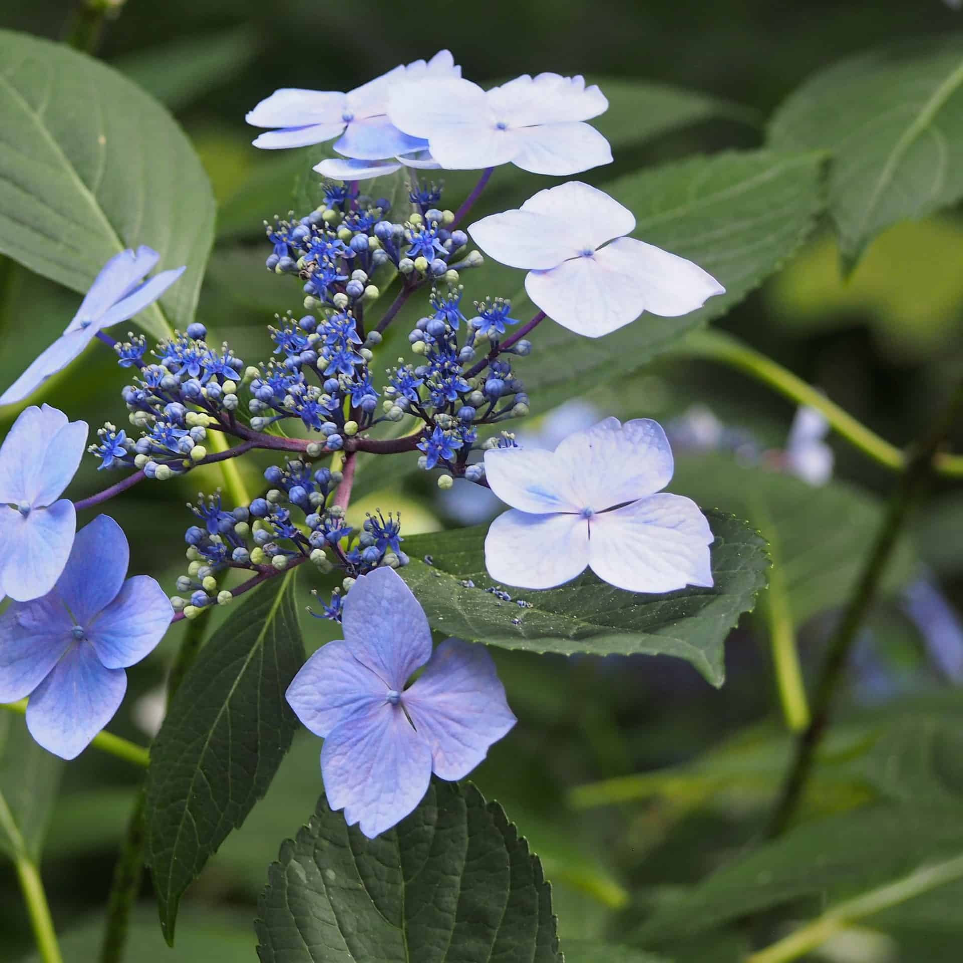 Nikko Blue Hydrangea Care Guide Plantly