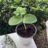 Organic Loofah Starter Plant