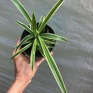 Spider Plant - Chlorophytum comosum variegated in 3" pot