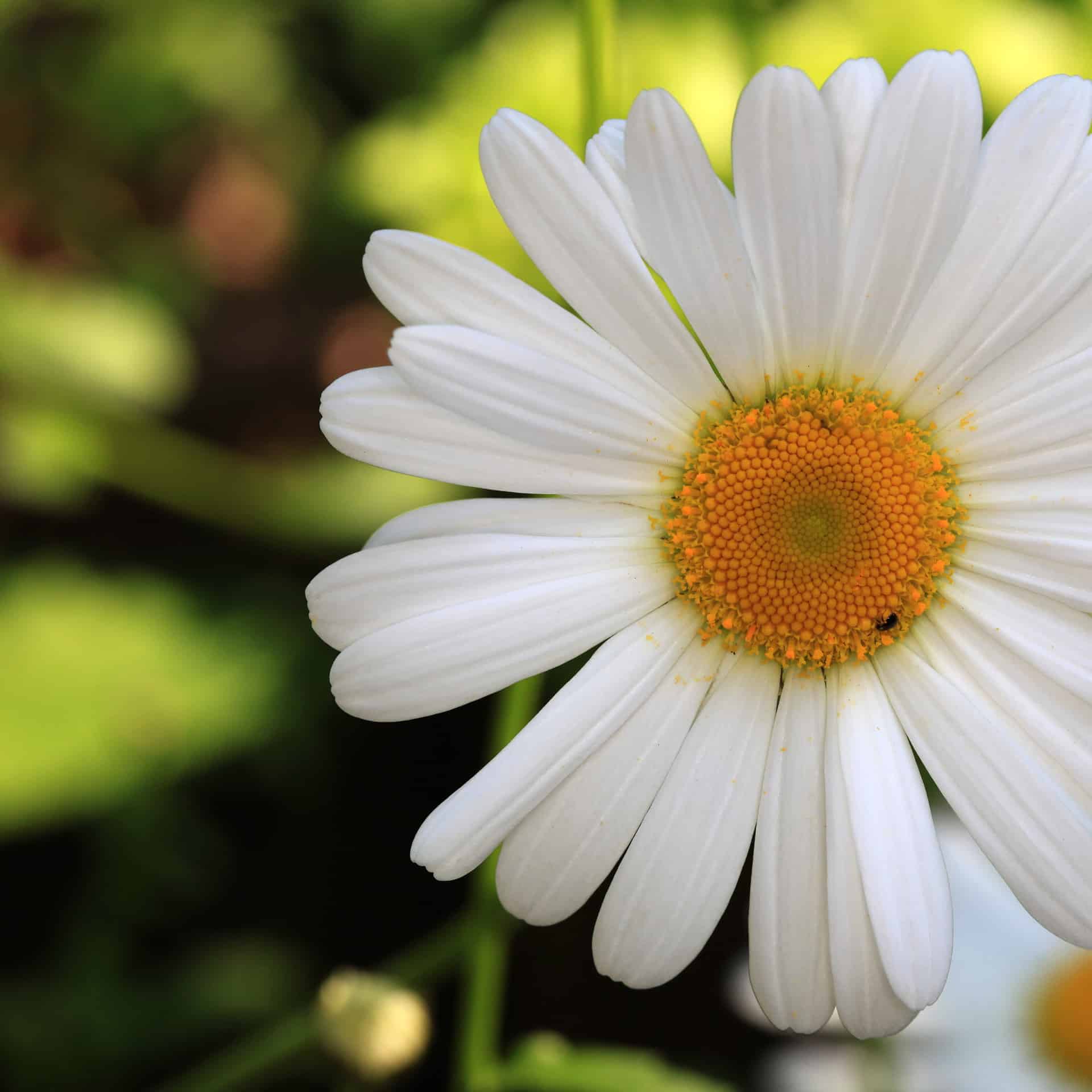 Leucanthemum vulgare