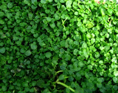 Corsican mint herb