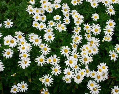 Montauk daisy plant with white flowers