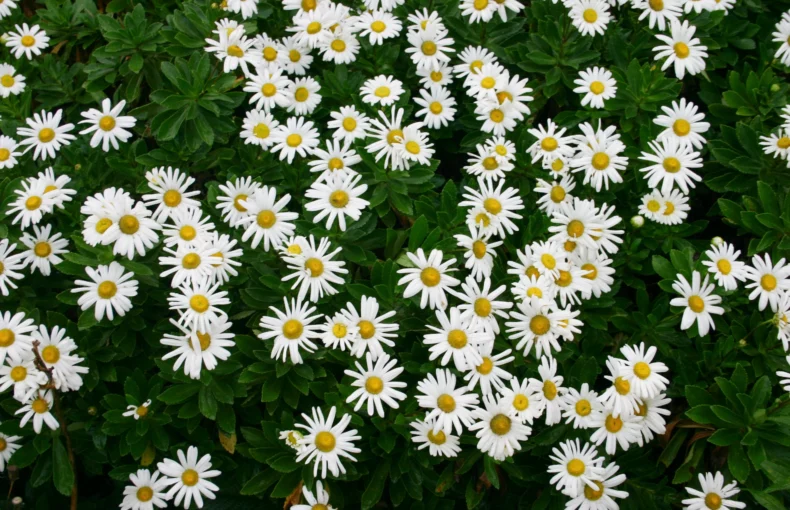 Montauk daisy plant with white flowers