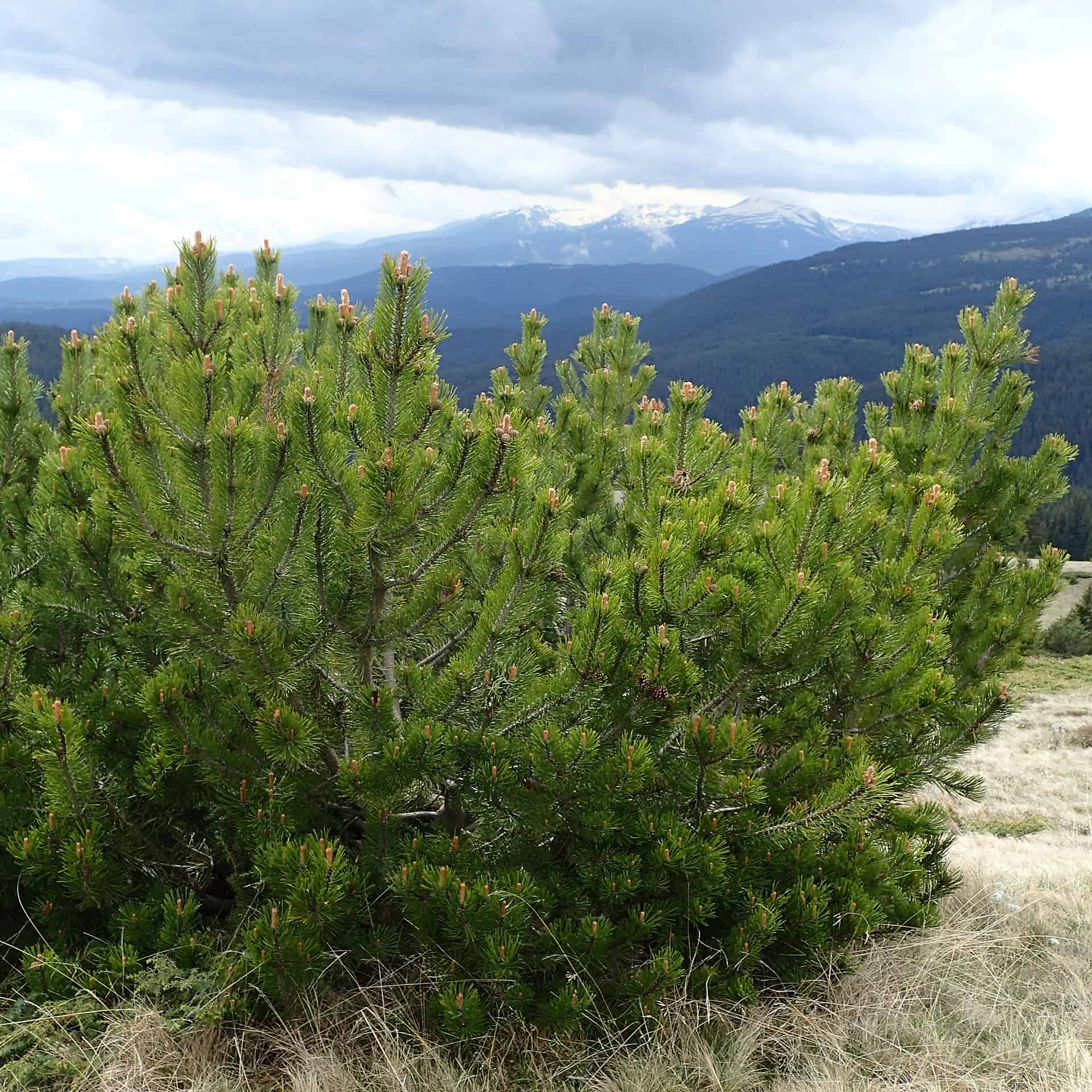 Dwarf Mugo Pine Care Guide Plantly