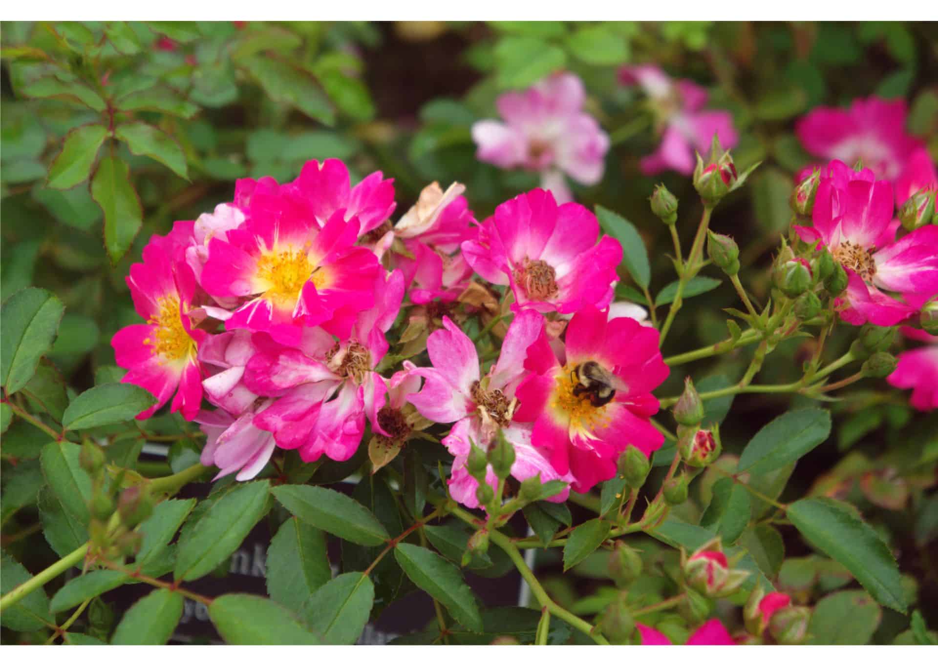 Drift Roses Plant Care Plantly