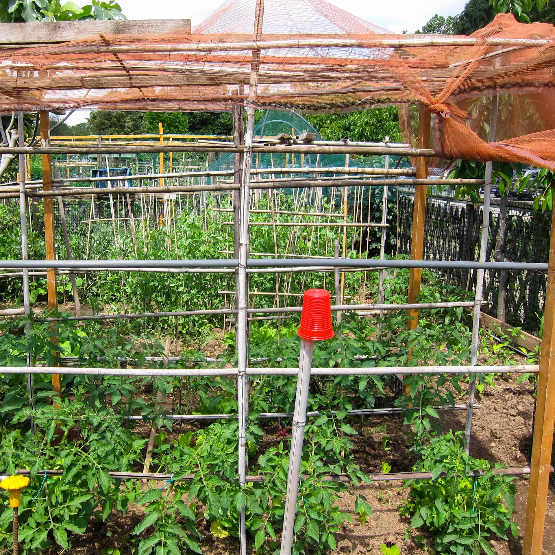 tomato vegetables in cattle panel cage