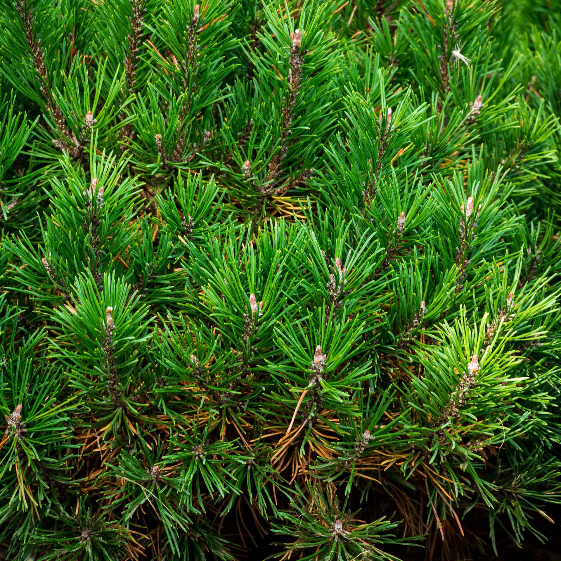 Dwarf Mugo Pine Care Guide Plantly