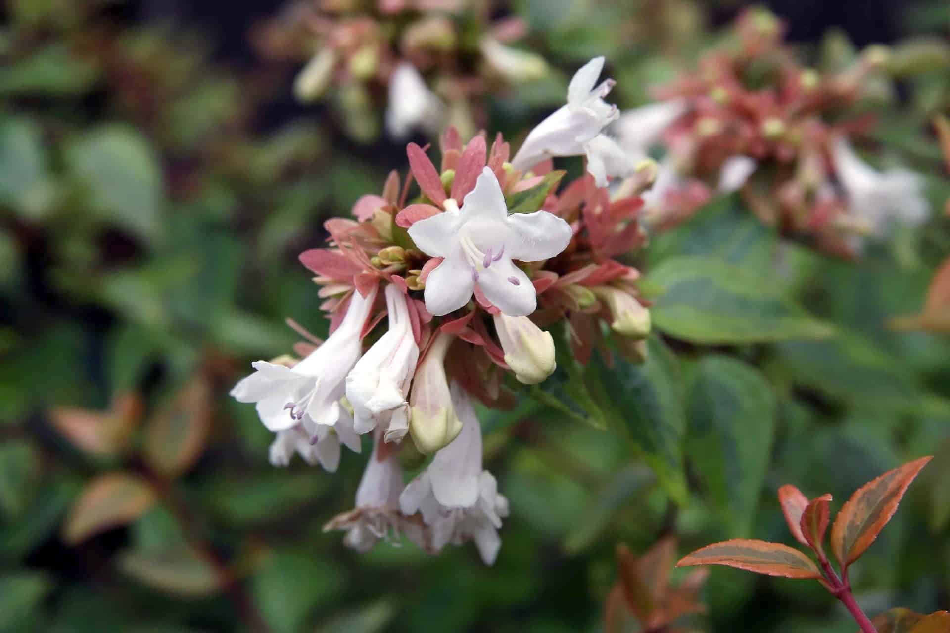 Grandiflora Kaleidoscope Abelia Plant Care Guide Plantly