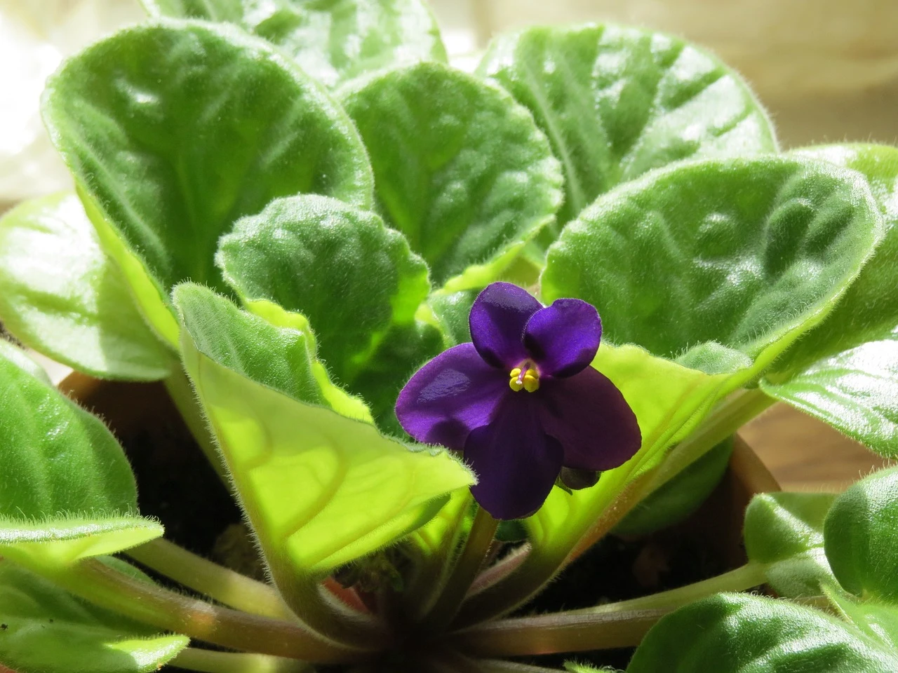 african violet for best kitchen plant