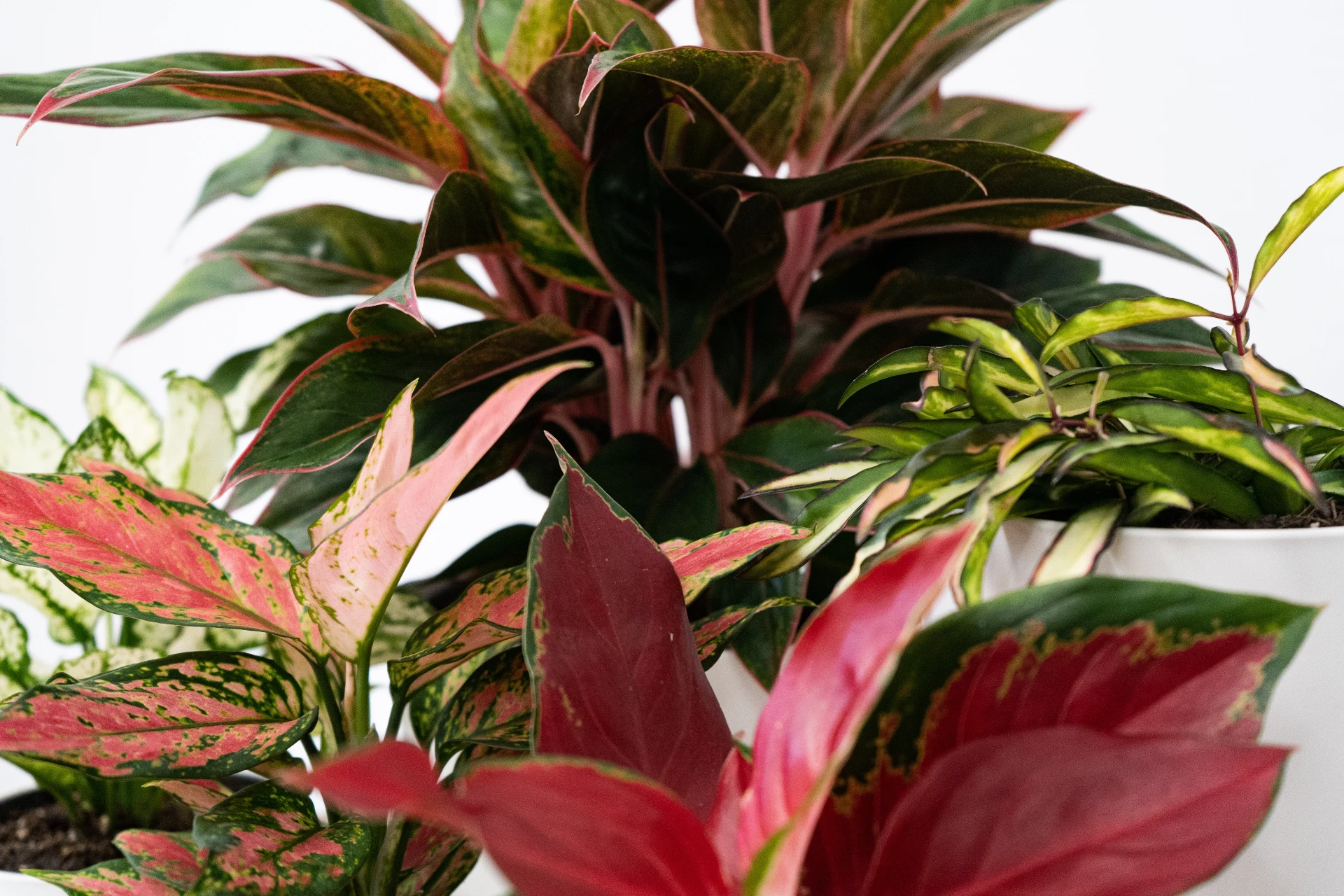 chinese evergreen for best kitchen plant